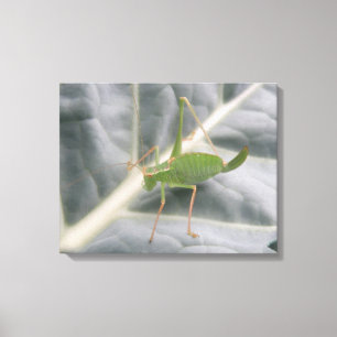 Afdrukken groen cricket Macro Canvas