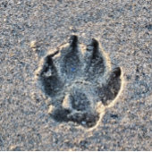 AFDRUKKEN IN DE ZAND LEGPUZZEL