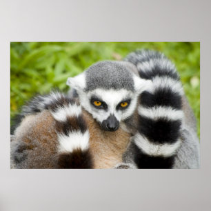 Afdrukken - Kute Lemur Stripey Tail Poster