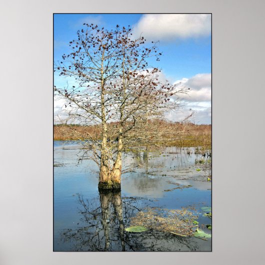 Afdrukken poster: twee bomen als één poster (Voorkant)