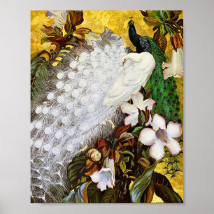 Afdrukken poster: Witte en blauwe pacocks Poster