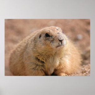 Afdrukken: Prairie Dog met zwarte staart Poster