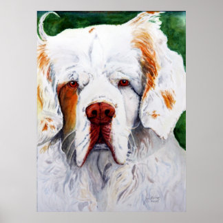 Afdrukken - Rente - Clumber Spaniel Poster