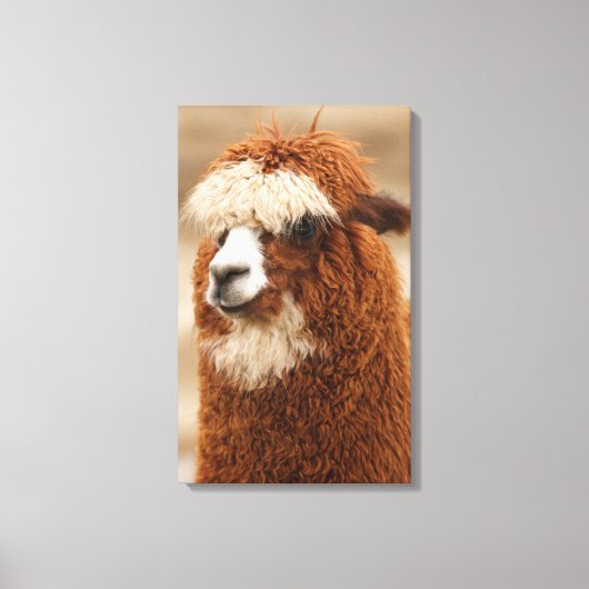 Afdrukken van alpaca canvas (Voorkant)