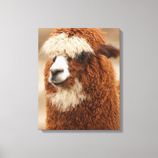 Afdrukken van alpaca canvas (Voorkant)