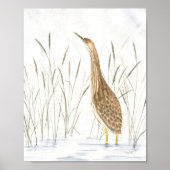 Afdrukken van American Bittern Fine Art Poster (Voorkant)