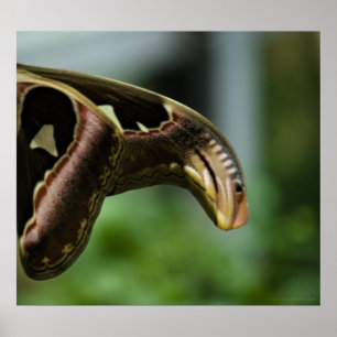 Afdrukken van atlas poster