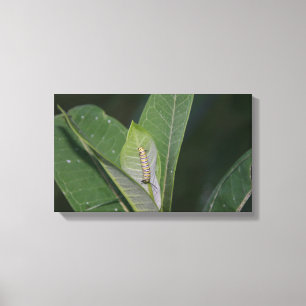 Afdrukken van monarch-driepijlercanvas