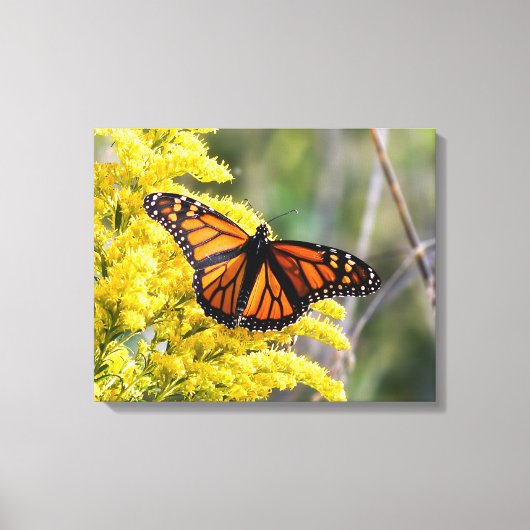 Afdrukken van monoarch Butterfly Canvas (Voorkant)