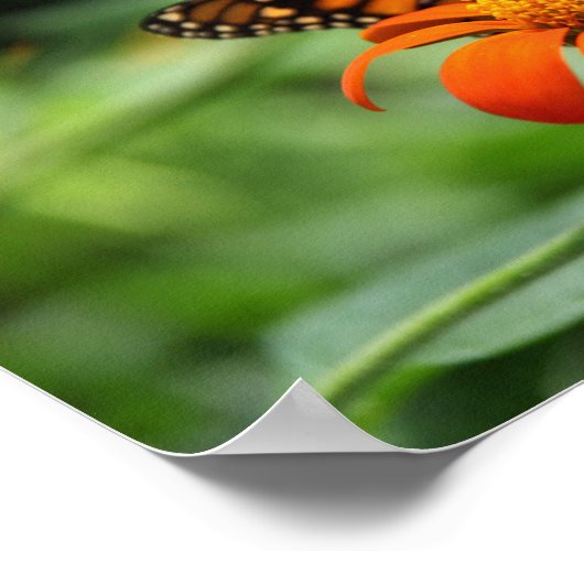 Afdrukken van monoarch Butterfly Canvas Poster (Hoek)