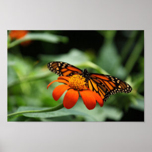 Afdrukken van monoarch Butterfly Canvas Poster