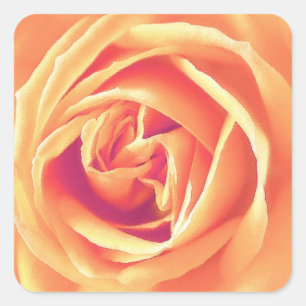 Afdrukken van oranje roos vierkante sticker
