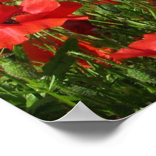 Afdrukken van papavervelden poster (Hoek)