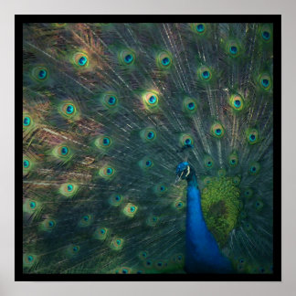Afdrukken van "Peacock"-Canvas Poster