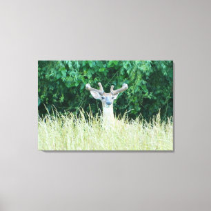 Afdrukken van watchful Whitetail Deer (Summer)