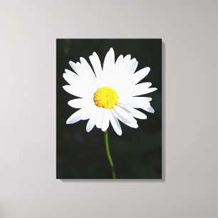Afdrukken van White Daisy Flower Canvas