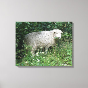 Afdrukken van witte tapijten voor schapen die glad