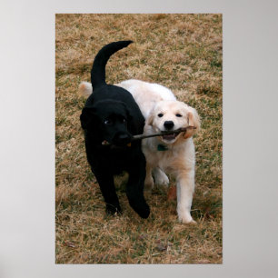 Afdrukken van zwart-wit puppy poster