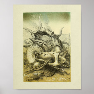 Afdrukken voor kleurenillustraties met conch Shell Poster