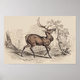 AFDRUKKING STAG (WAPITI) POSTER