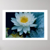 AFDRUKKING "WIT LILLY" POSTER (Voorkant)