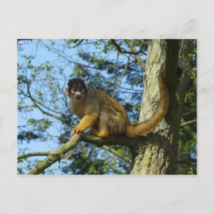 Affe Totenkopfäffchen sitz auf einem Baum Briefkaart
