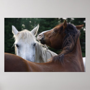 Affection de cheval - affiche