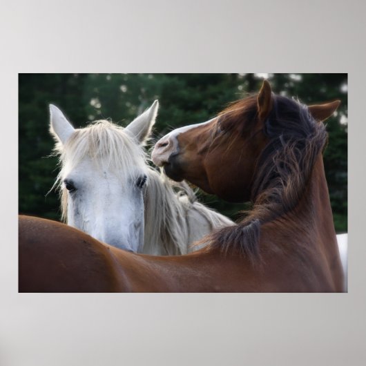 Affection du cheval - affiche (Devant)
