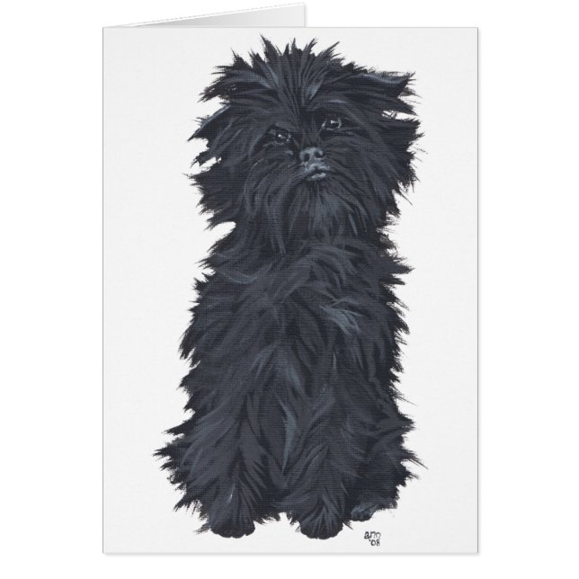 Affenpinscher assis (Devant)
