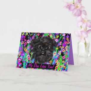 AFFENPINSCHER KAART