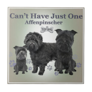 Affenpinscher kan niet slechts één tegels hebben tegeltje