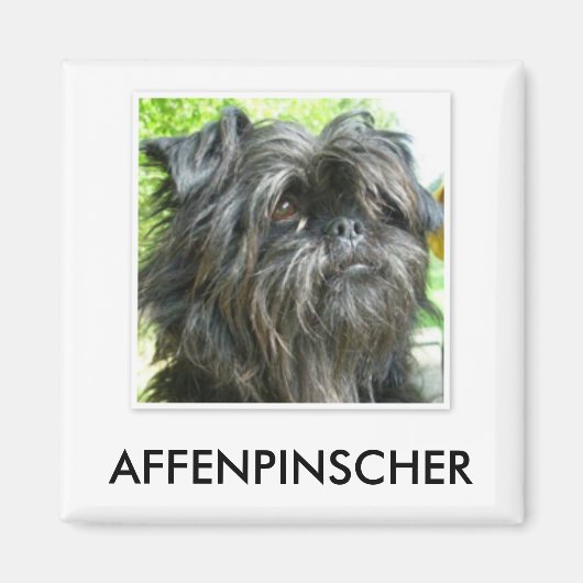 Affenpinscher Magnet Magneet (Voorkant)