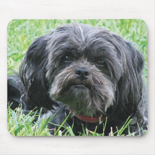 Affenpinscher Muismat (Voorkant)