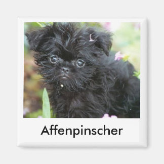 Affenpinscher Puppy Magnet Magneet