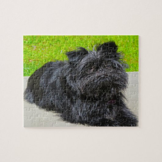 Affenpinscher Purebred Dog. Legpuzzel (Horizontaal)