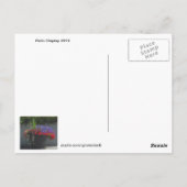 Affichage du patio de la carte postale Fleurs 2013 (Dos)