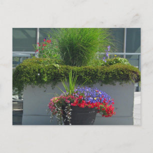 Affichage du patio de la carte postale Fleurs 2013