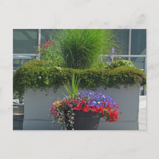 Affichage du patio de la carte postale Fleurs 2013 (Devant)