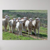 Affiche (Devant)