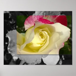 AFFICHE 14x11, fleur jaune