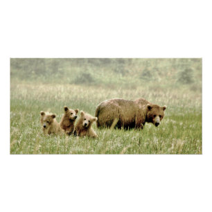 affiche 28x14 brillante d'ours gris et de petits