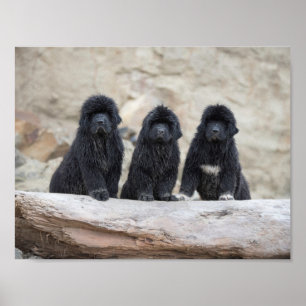affiche 3 petits Terre-Neuve