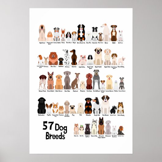 affiche 57 races de chiens (Devant)