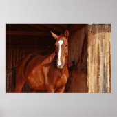 affiche à cheval de grange (Devant)