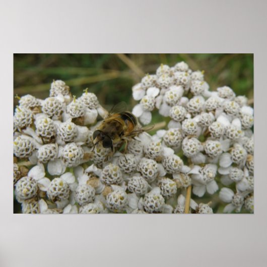 Affiche Abeille et Fleurs (Devant)