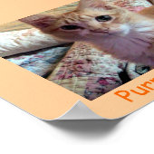 AFFICHE ACTUELLEMENT PURR-C (Coin)