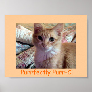 AFFICHE ACTUELLEMENT PURR-C