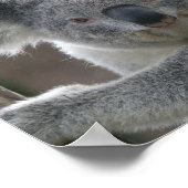 Affiche Adoptez un koala d'Australie (Coin)