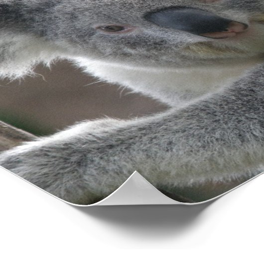 Affiche Adoptez un koala d'Australie (Coin)