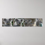 Affiche Adoptez un koala d'Australie (Devant)